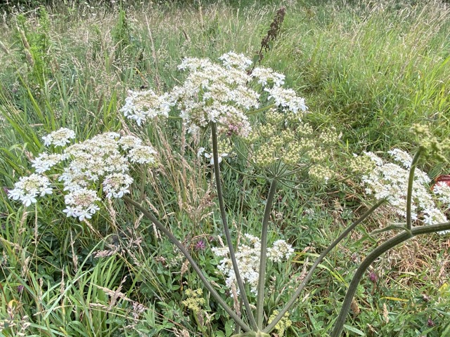 A morning walk between&nbsp;showers